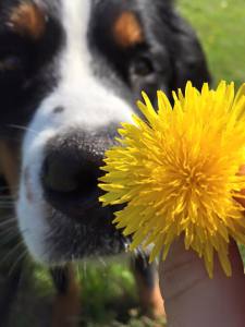 12047052_619613421512675_6510670206062267328_n