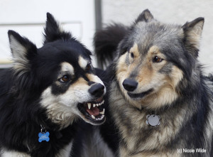 Bodhi growls at Sierra crop small copy